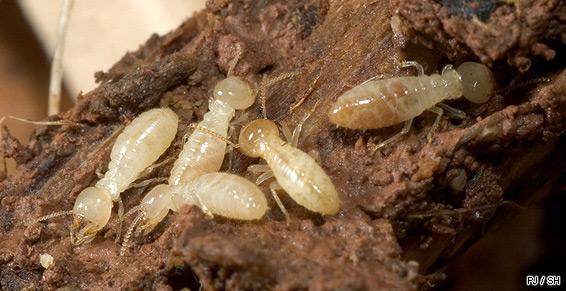 bois abimé par les insectes