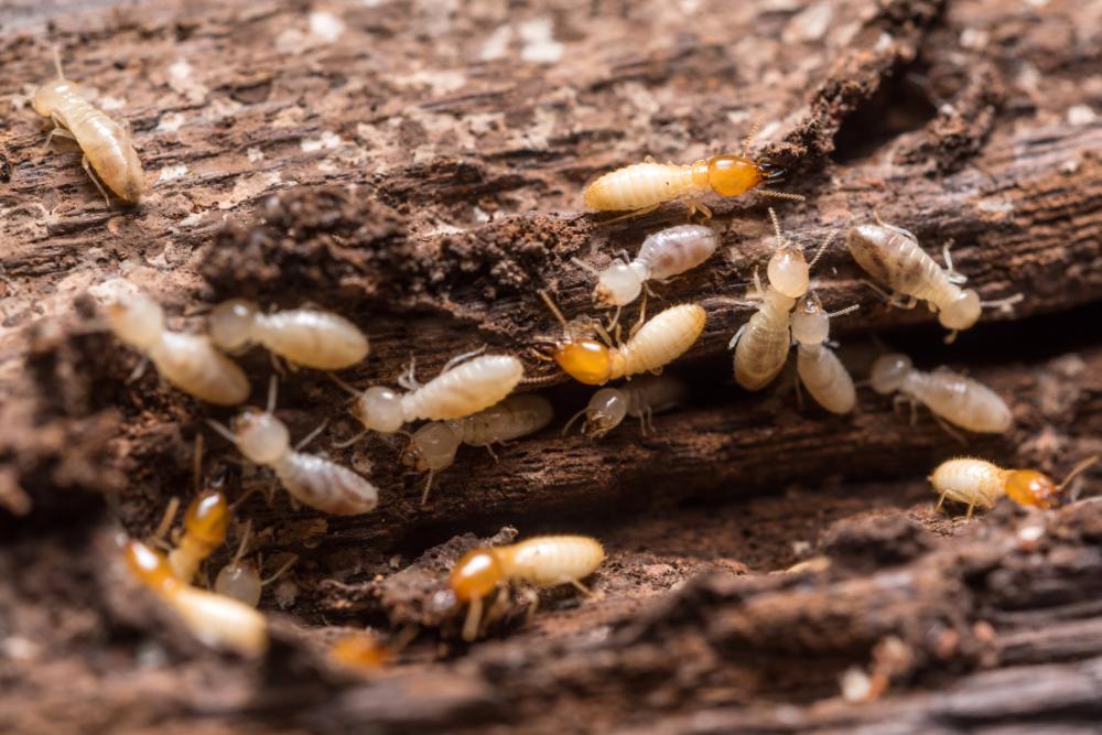 Traitement termite à LANAS
